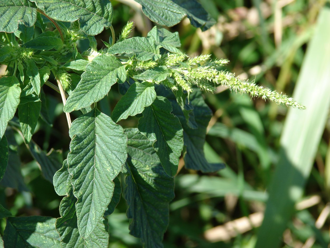 Amaranthus spinosus