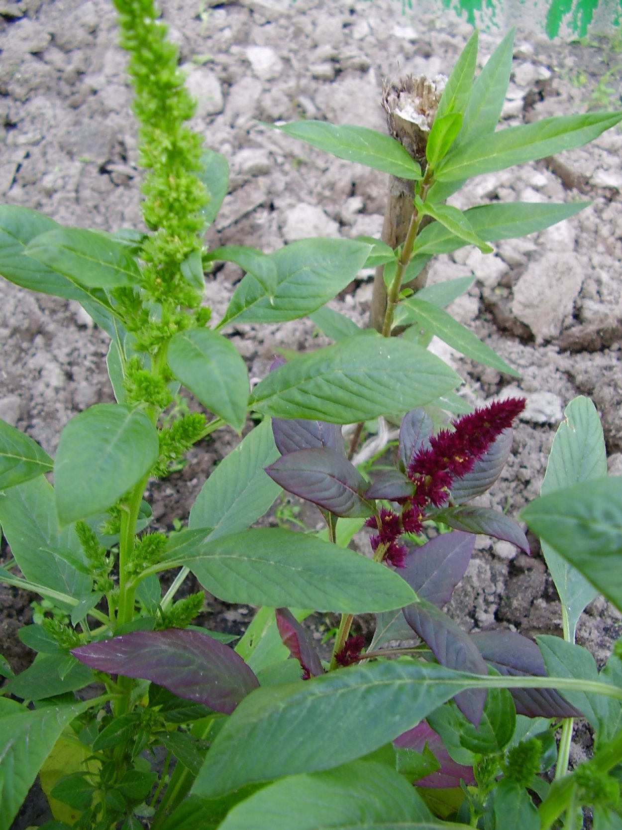 Амарант жминда