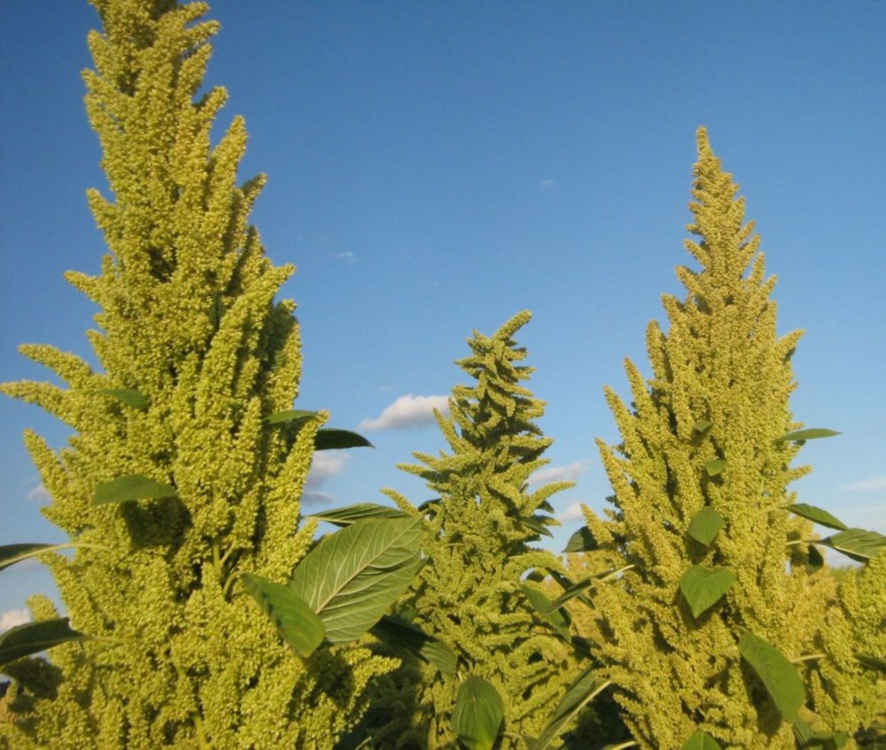 Амарант Колосистый