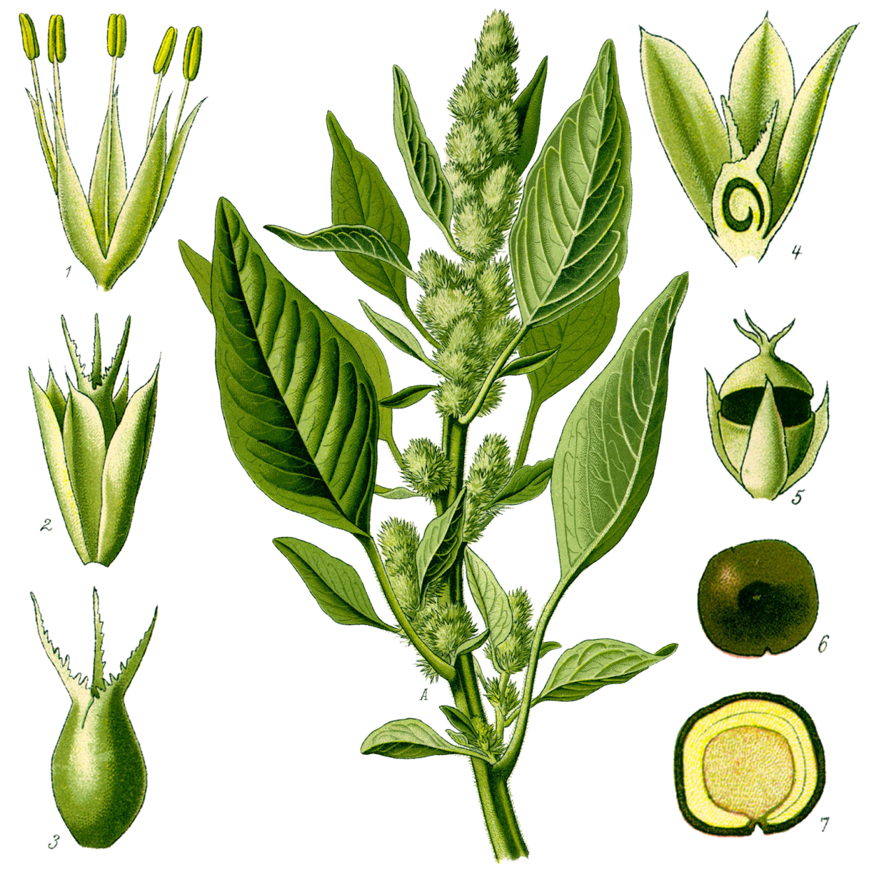 Щирица запрокинутая Amaranthus retroflexus