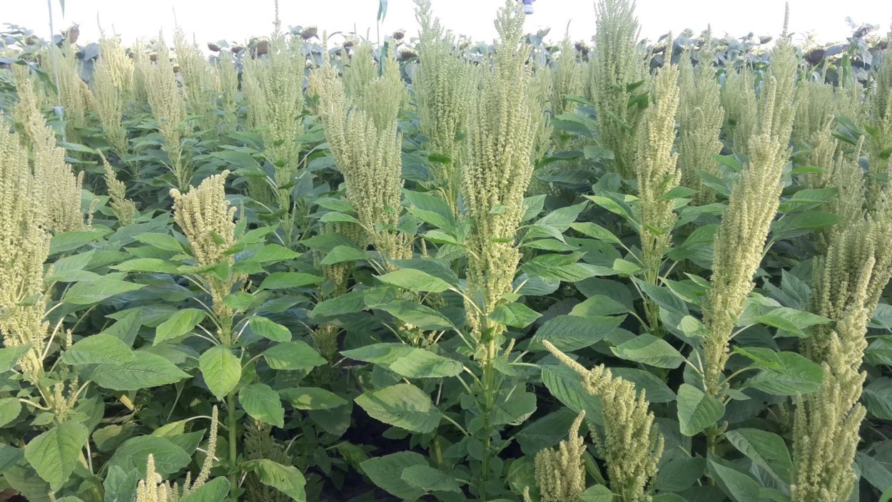 Амаранте кормовое растение