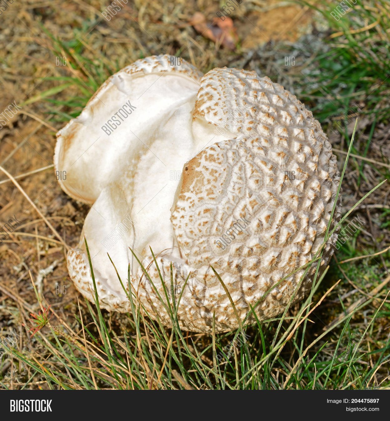 Гриб дождевик ложный