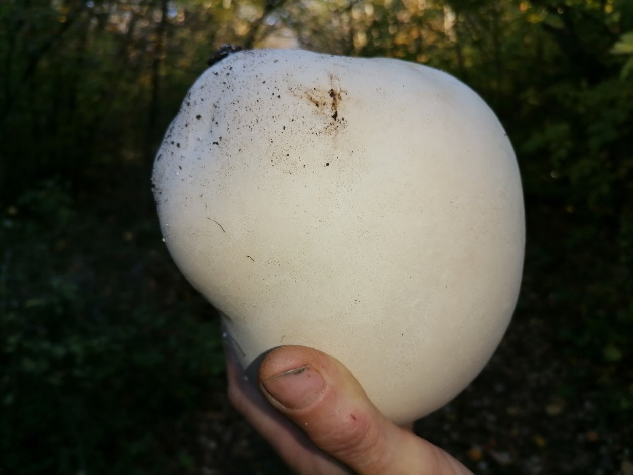 Порховка гриб