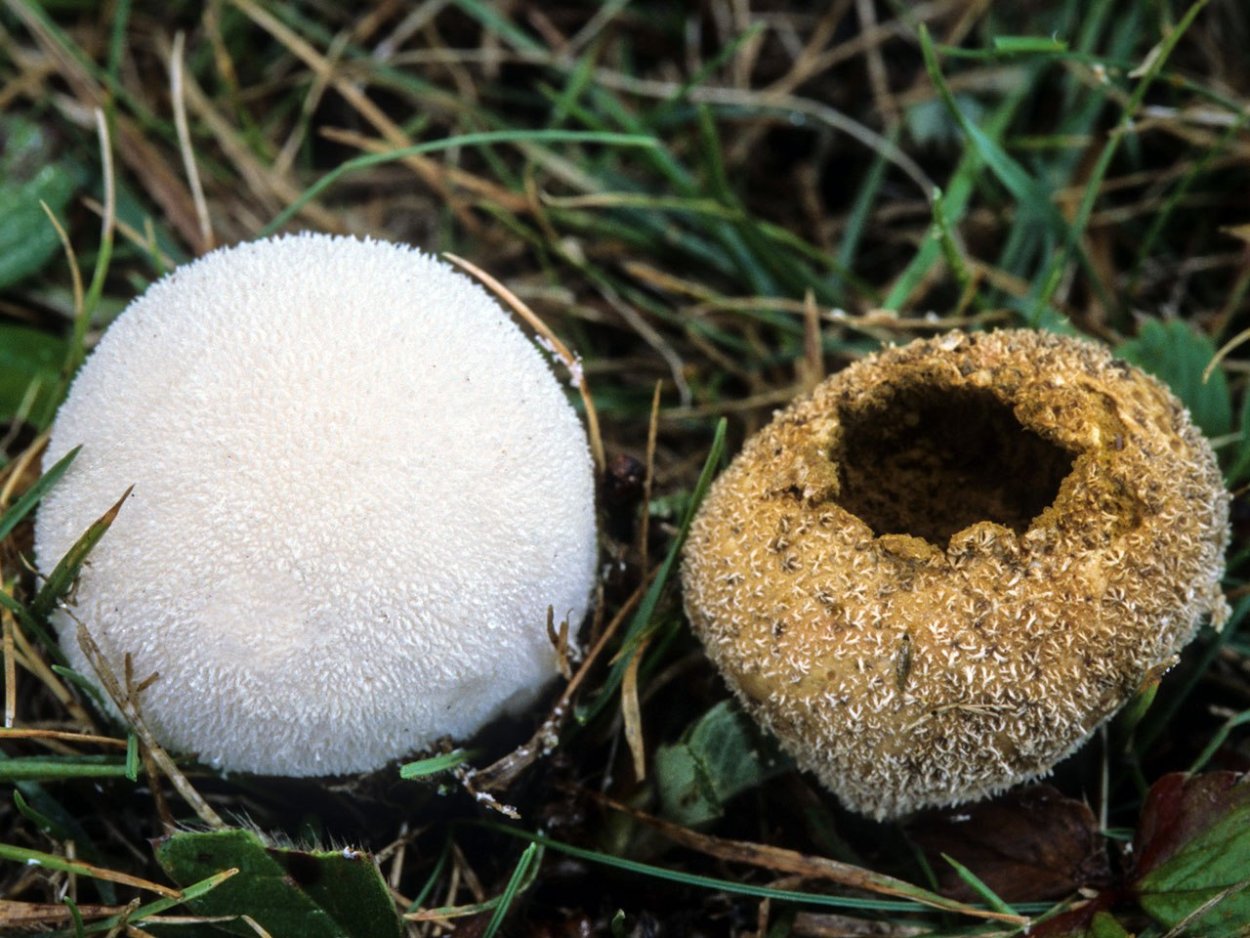 Lycoperdon pyriforme