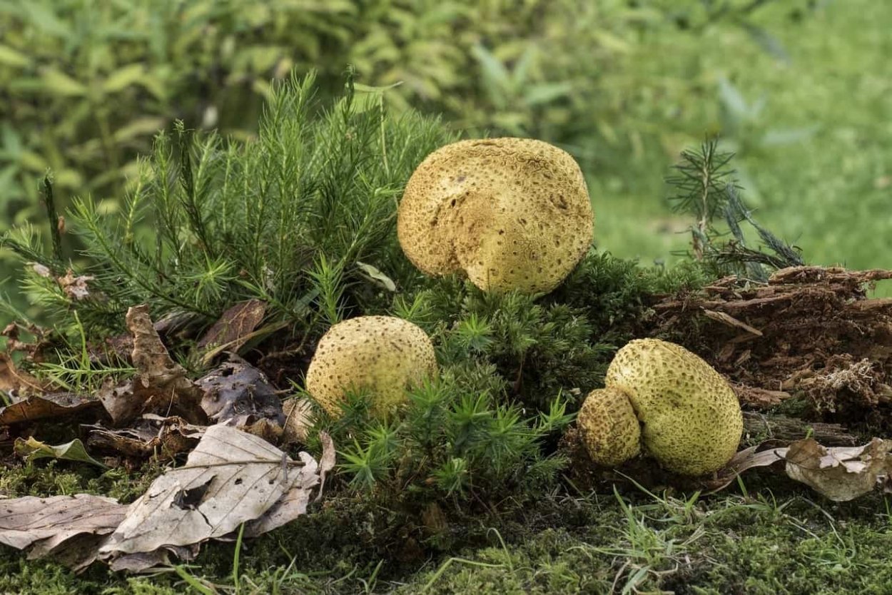 Scleroderma citrinum Ложнодождевик обыкновенный