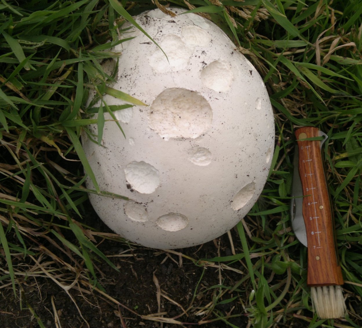 Дождевик гриб Крымский