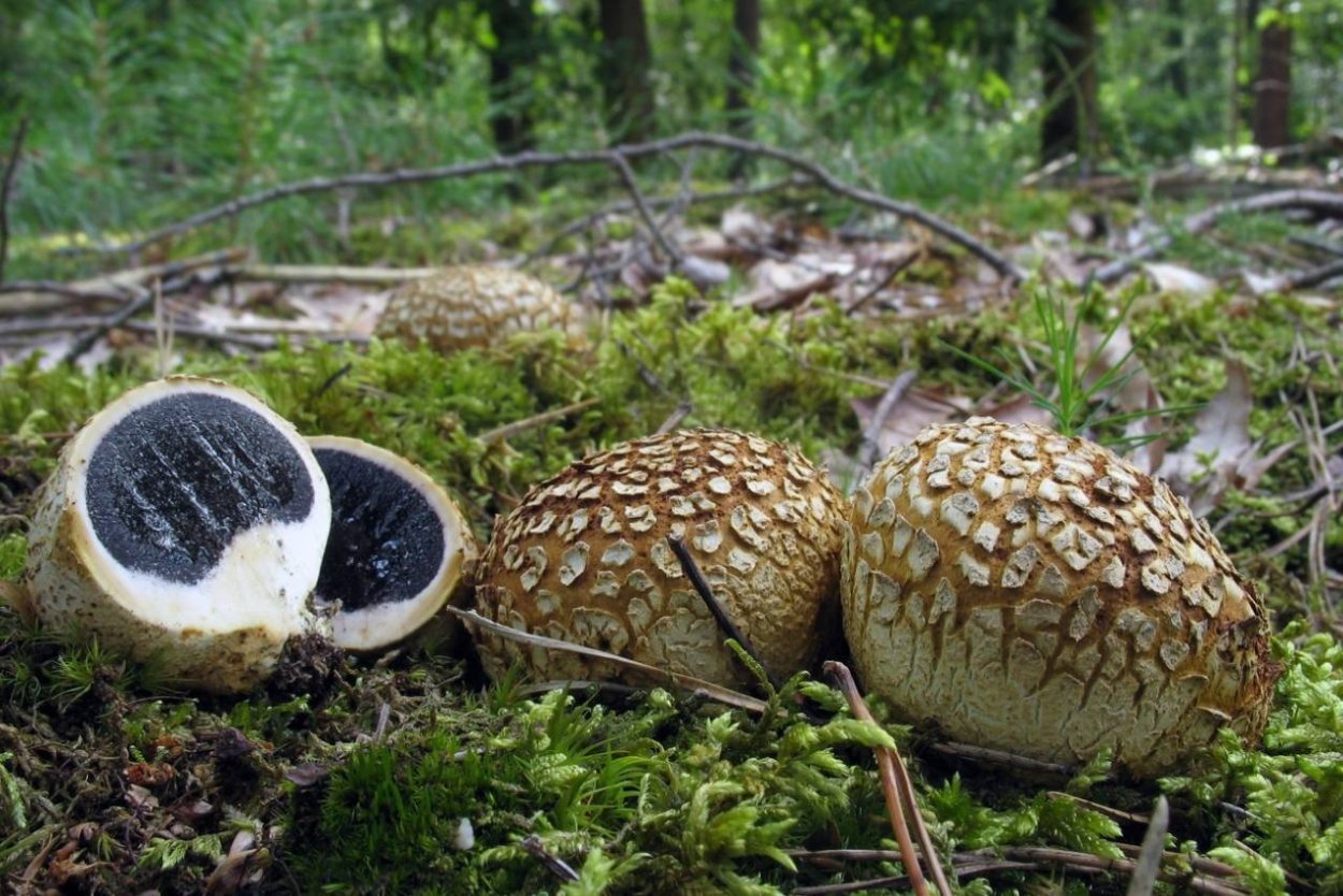 Ложнодождевик обыкновенный