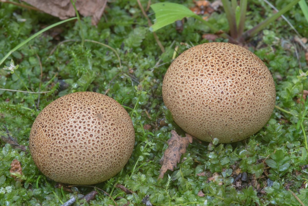 Гриб дождевик гигантский съедобный