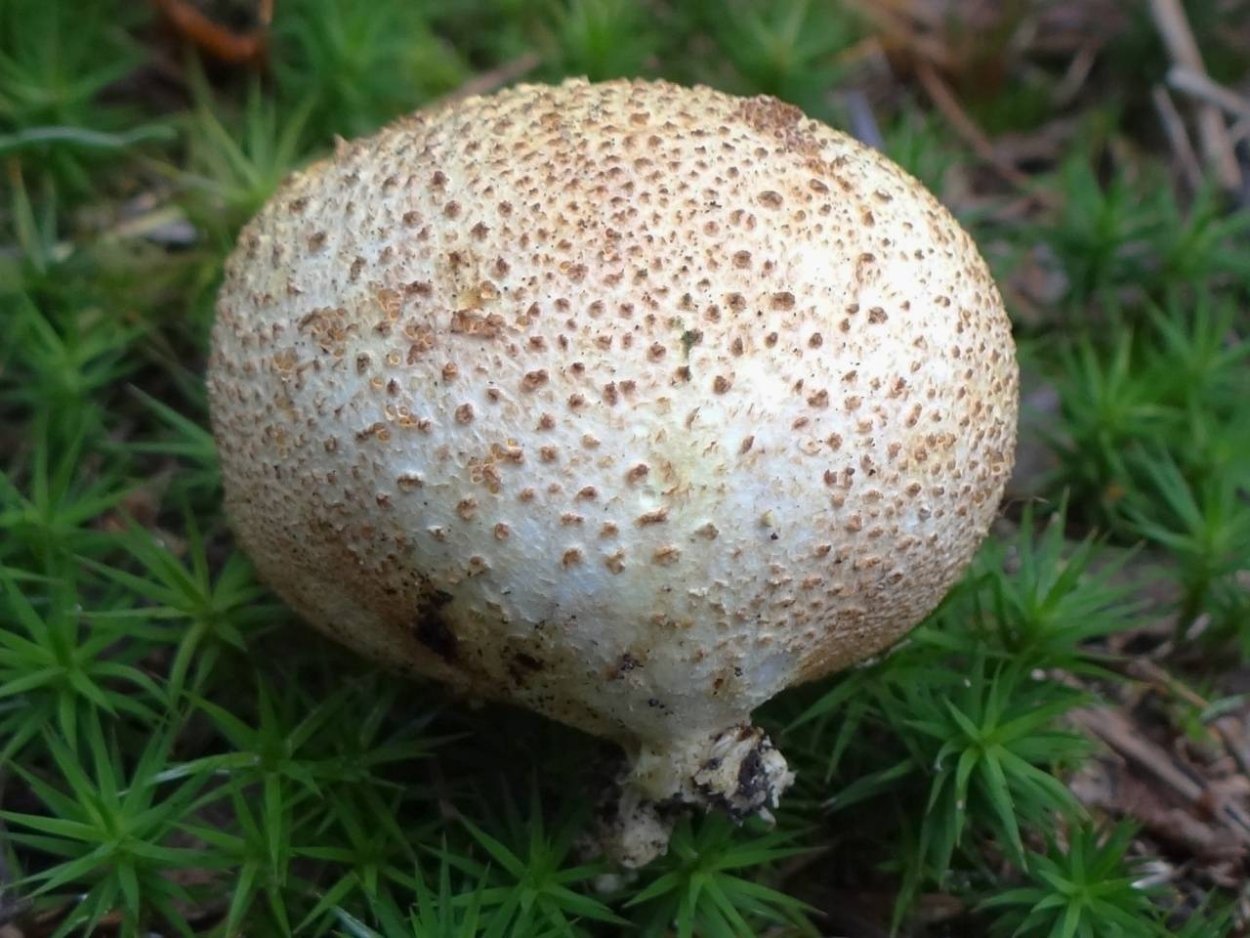 Ложнодождевик склеродерма