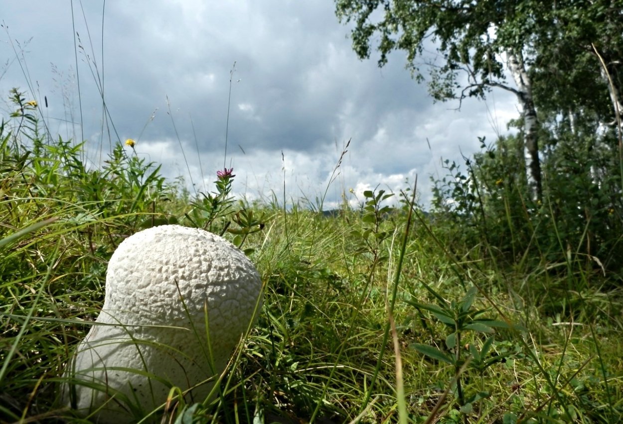 Гриб Calvatia gigantea