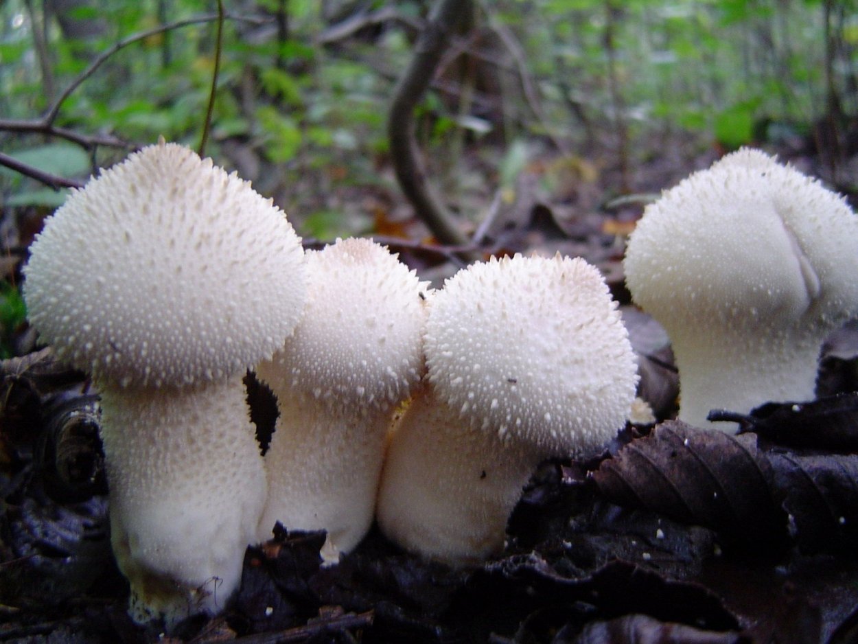 Гриб дождевик шиповатый