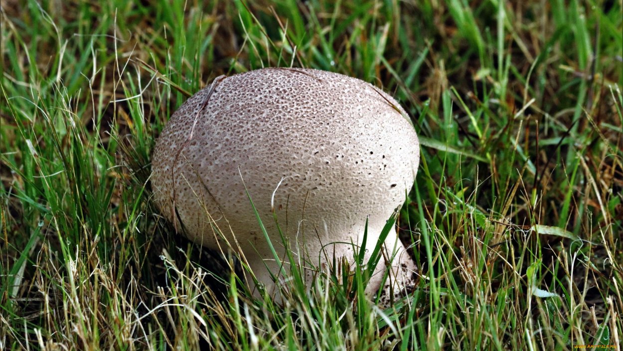 Гриб дождевик Луговой