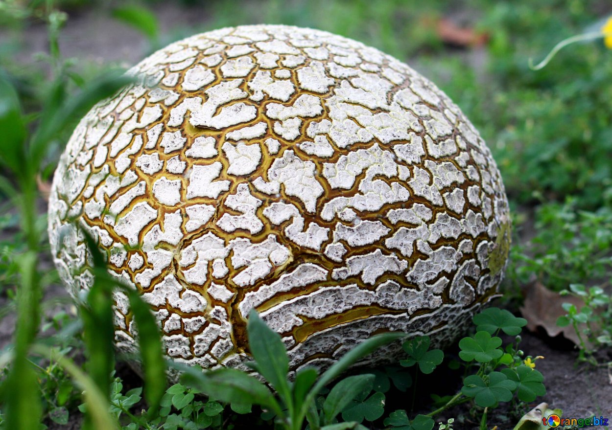 ГОЛОВАЧ продолговатый (Calvatia excipuliformis)