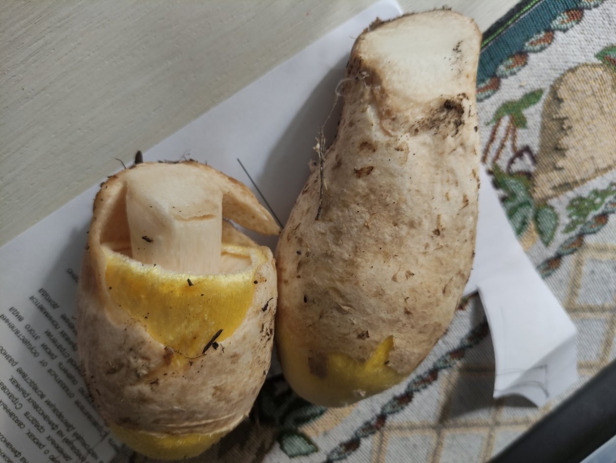 Гриб Вольвариелла шелковистая фото описание