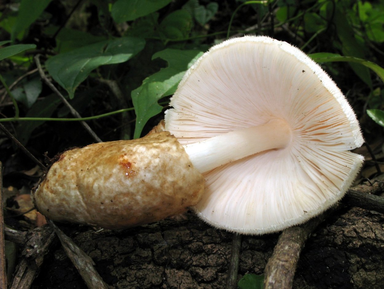 Volvariella bombycina