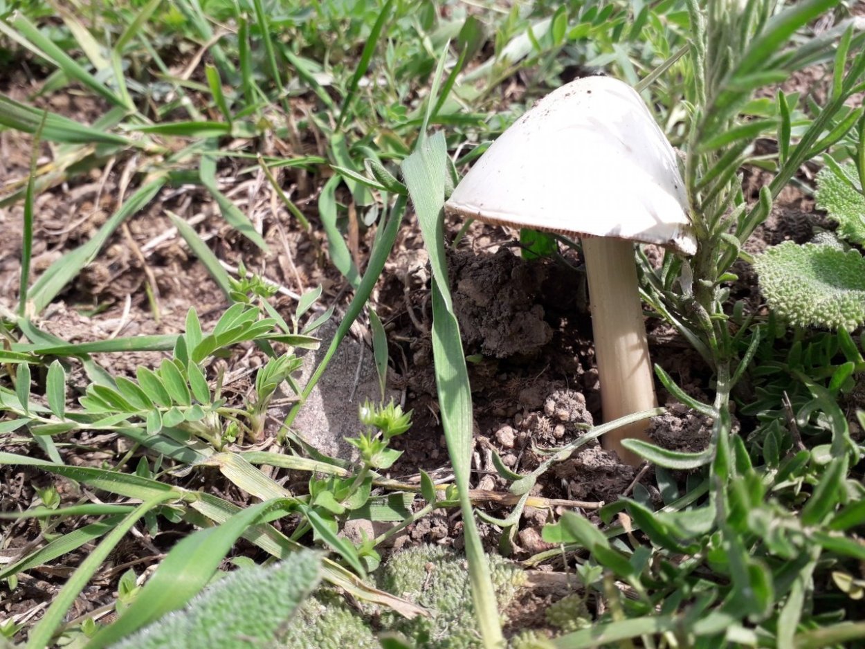 Грибы в коконе