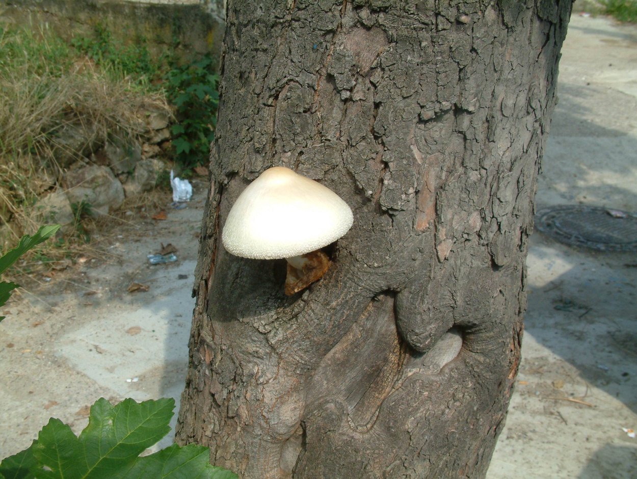 Вольвариелла вязкошляпковая