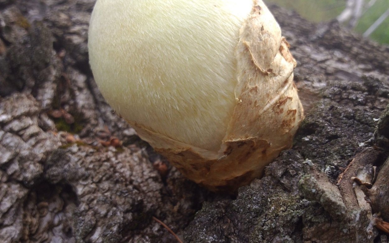 Вольвариелла съедобные грибы