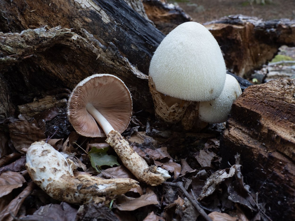 Вольвариелла вольвовая