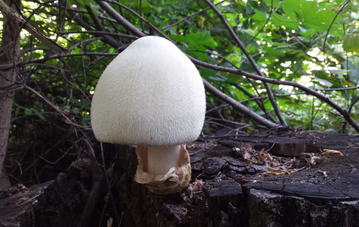 Volvariella bombycina