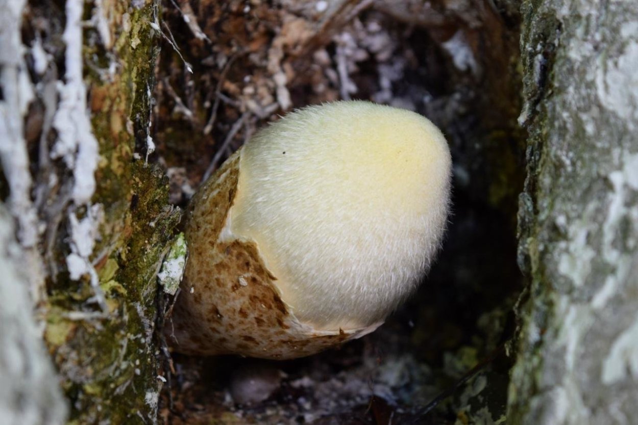 Volvariella bombycina