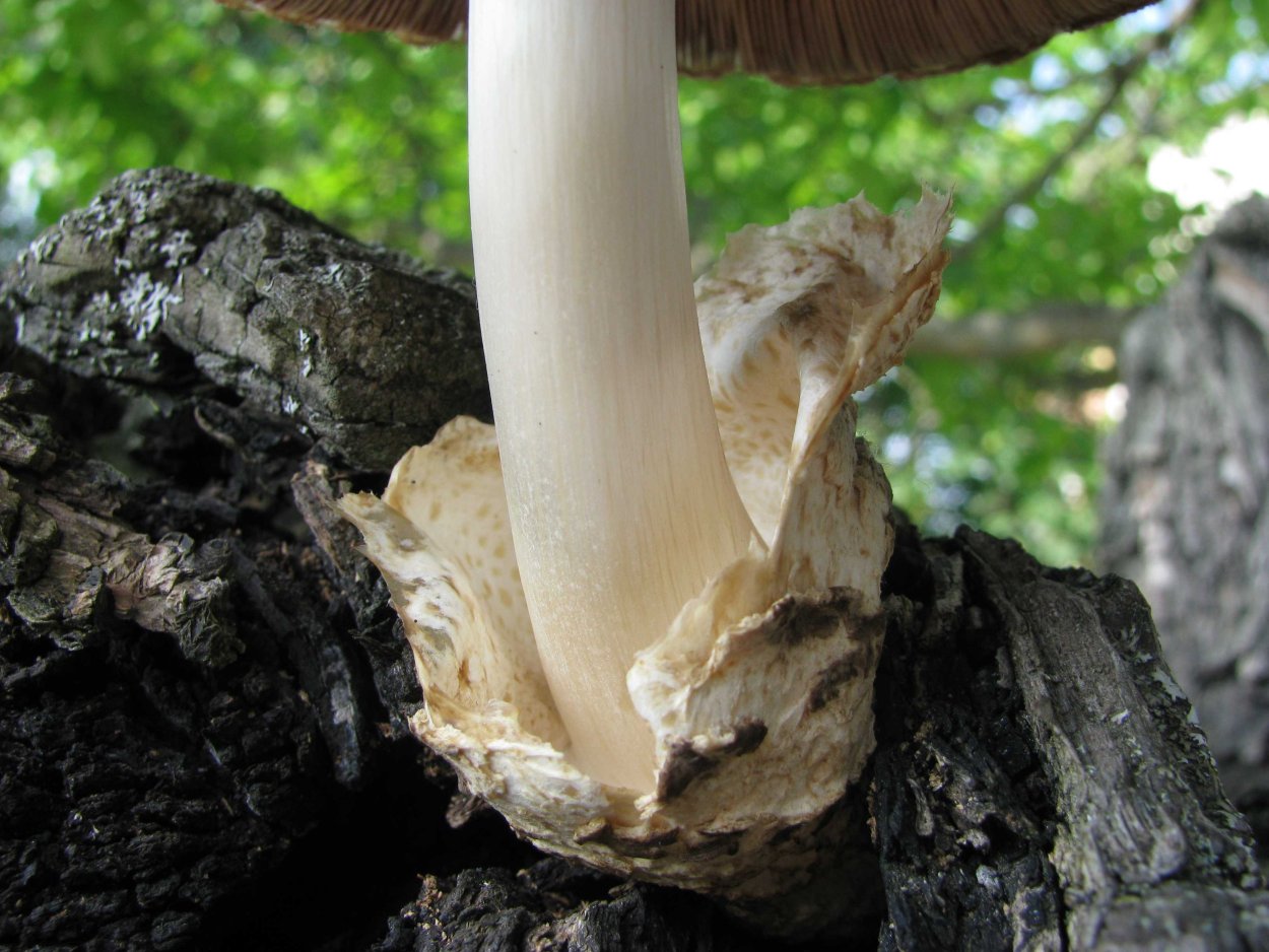 Колоколовидный панцирь