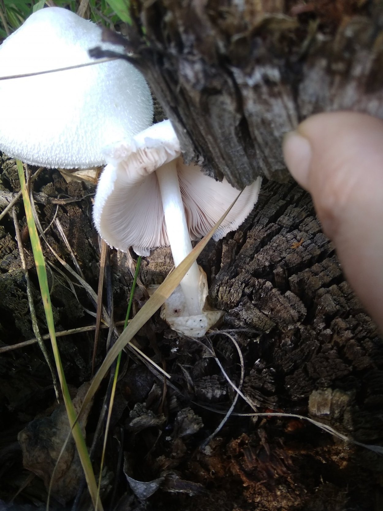 Вольвариелла вязкошляпковая