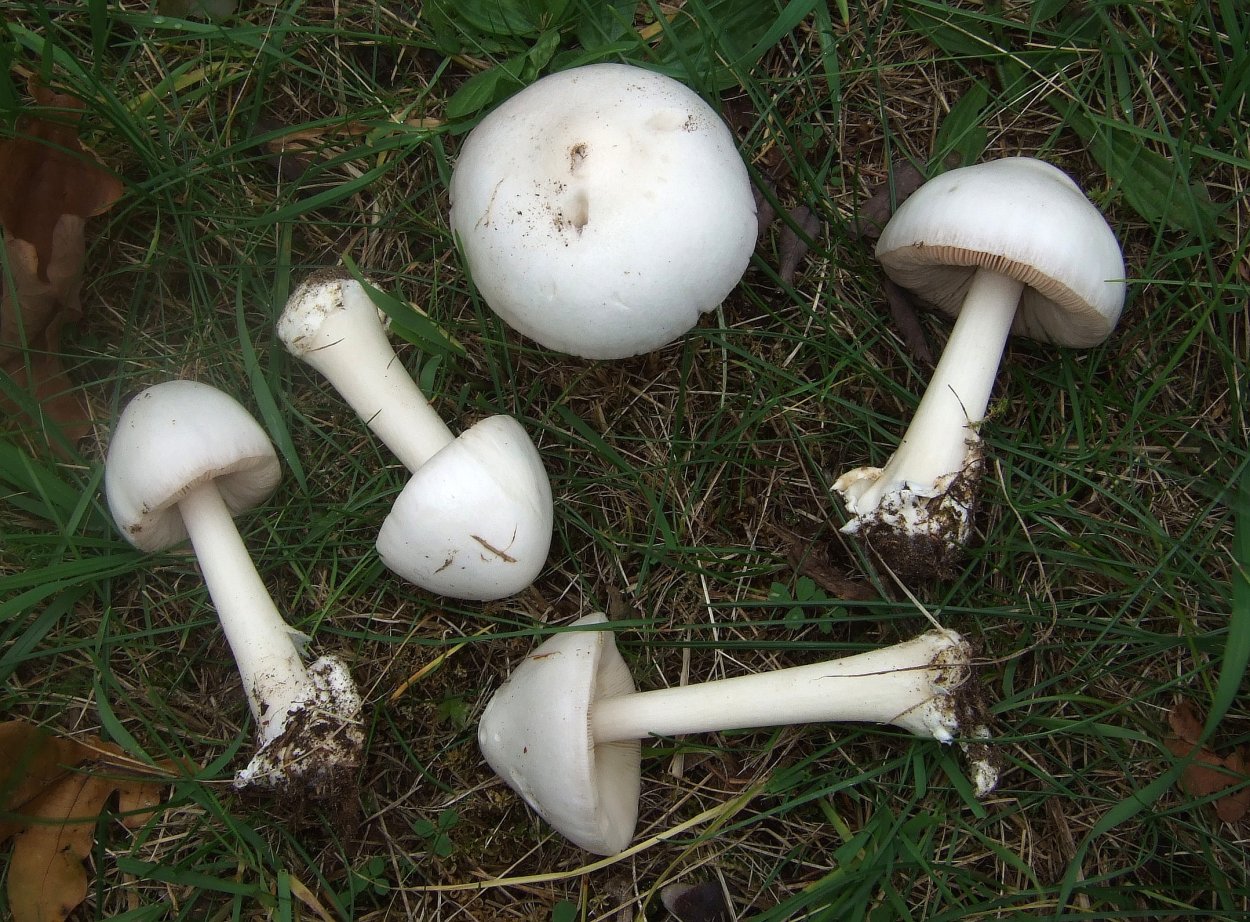 Вольвариелла шелковистая гриб