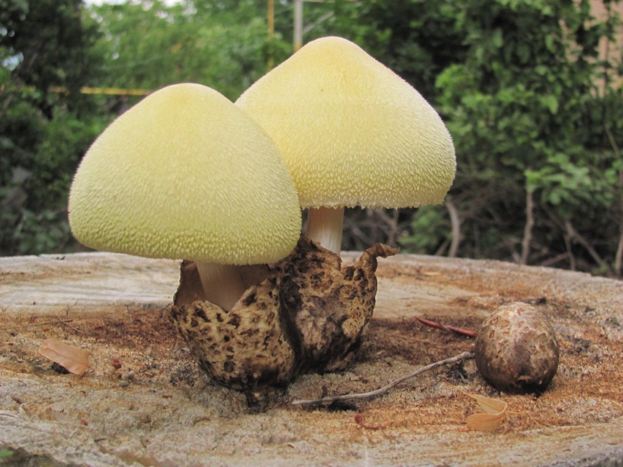 Вольвариелла вольвовая