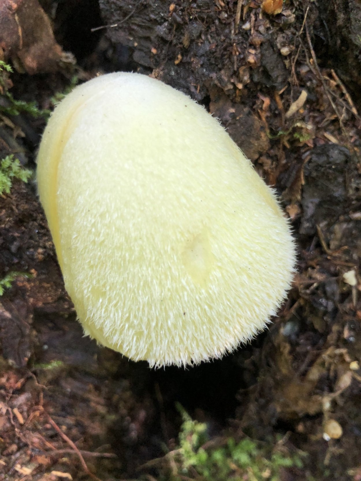 Вольвариелла слизистоголовая