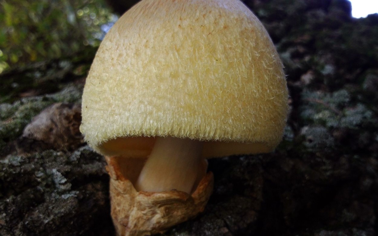 Вольвариелла шелковистая гриб