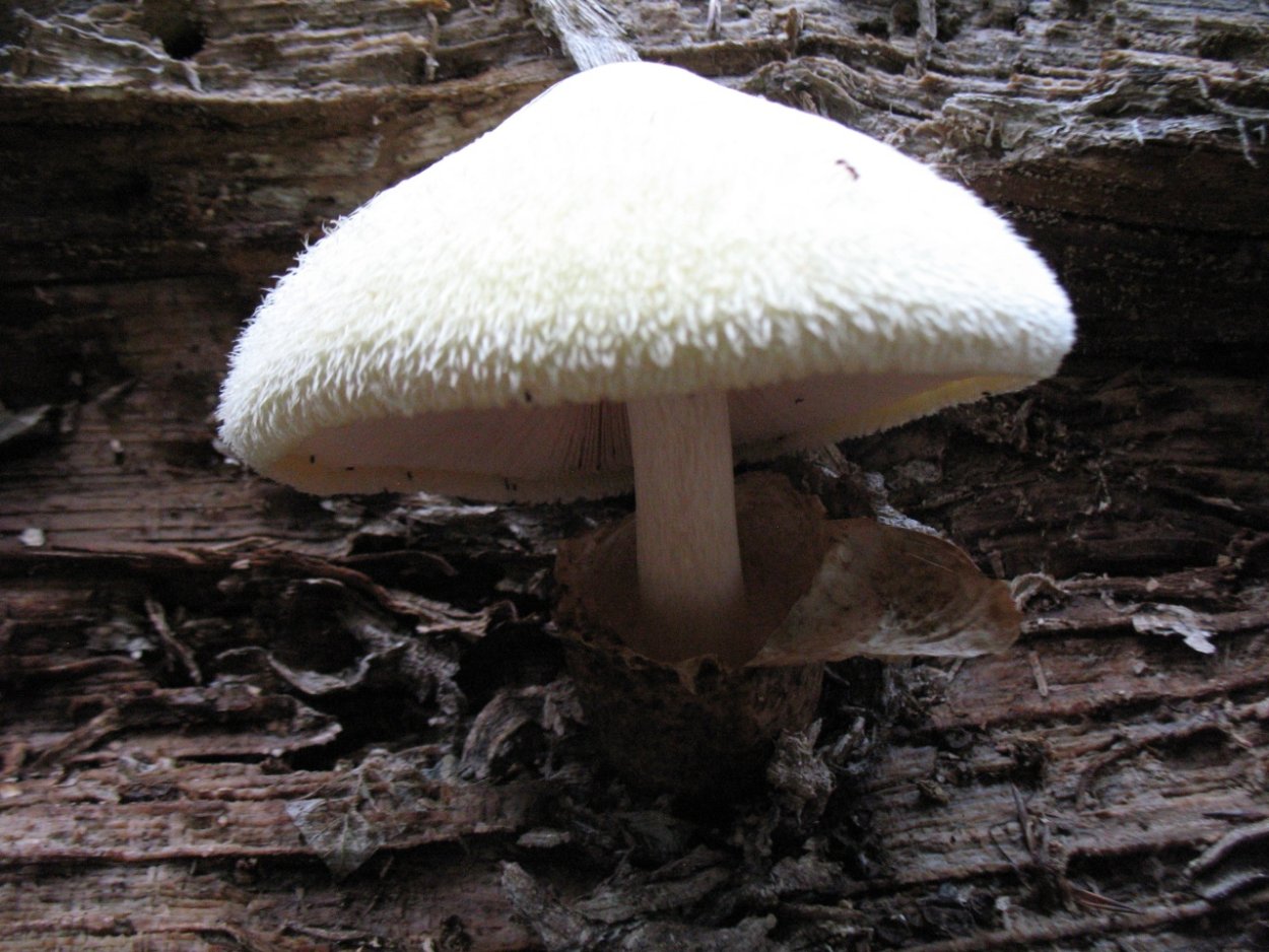 Вольвариелла шелковистая