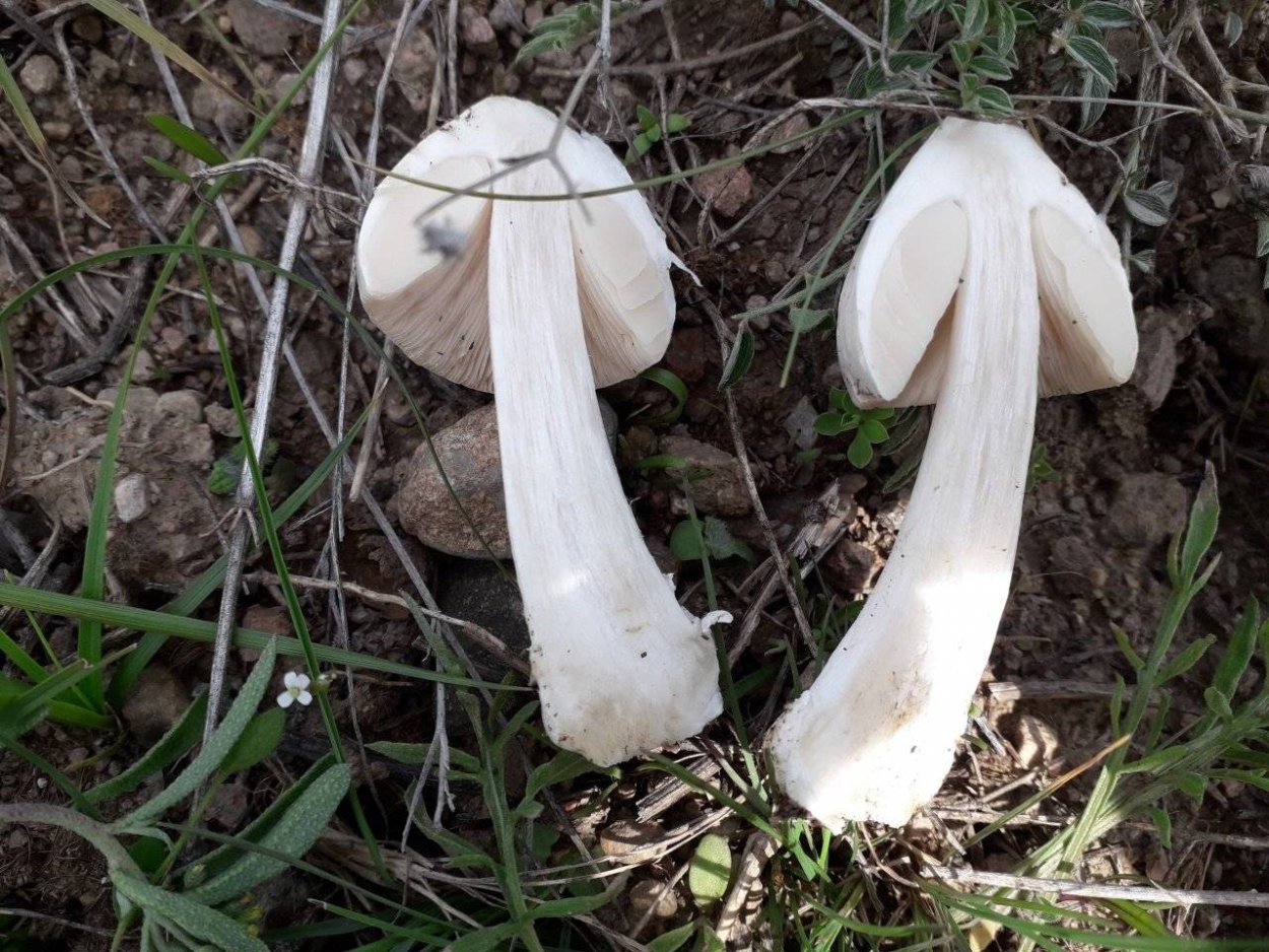 Белый мохнатый трутовик