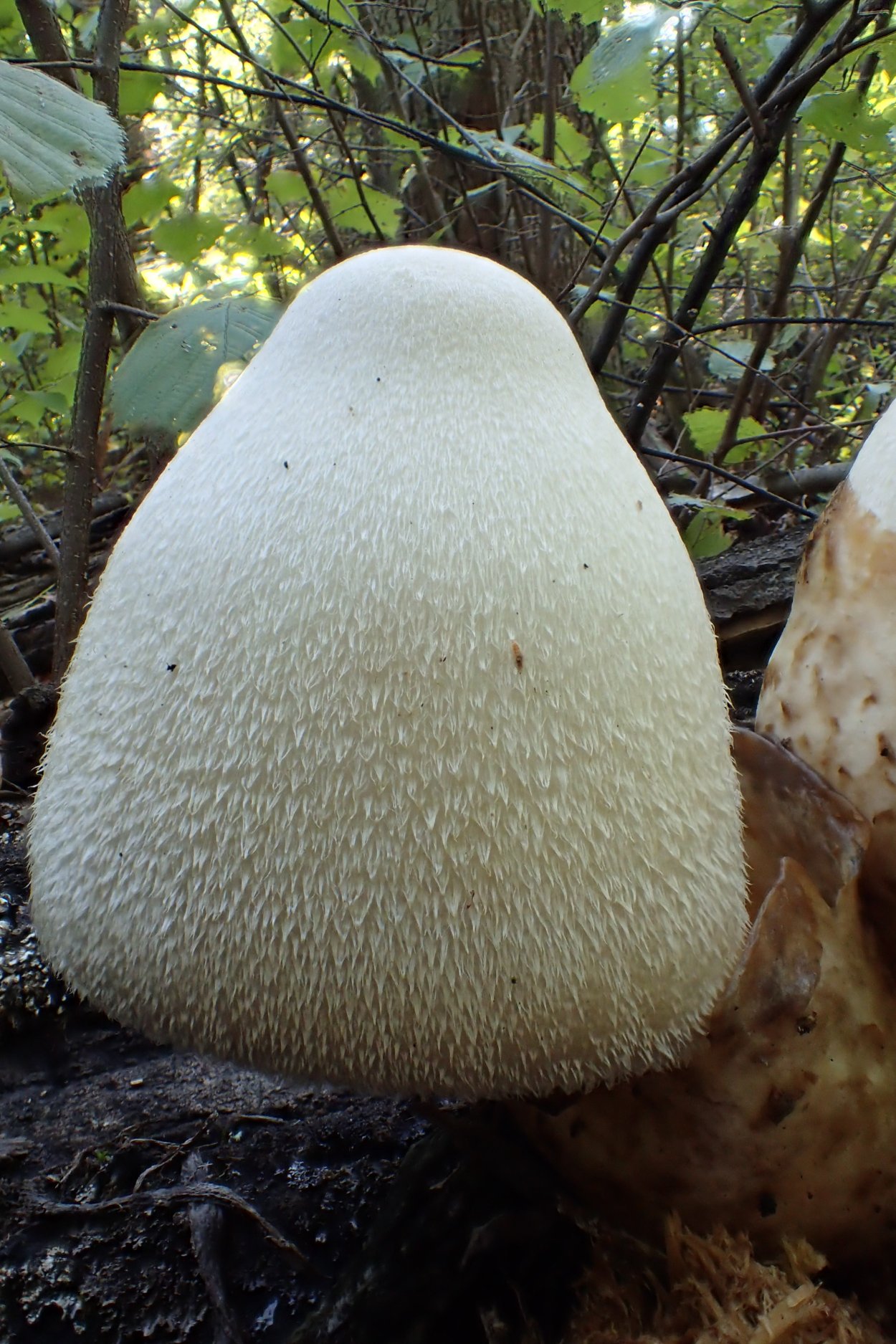 Volvopluteus gloiocephalus