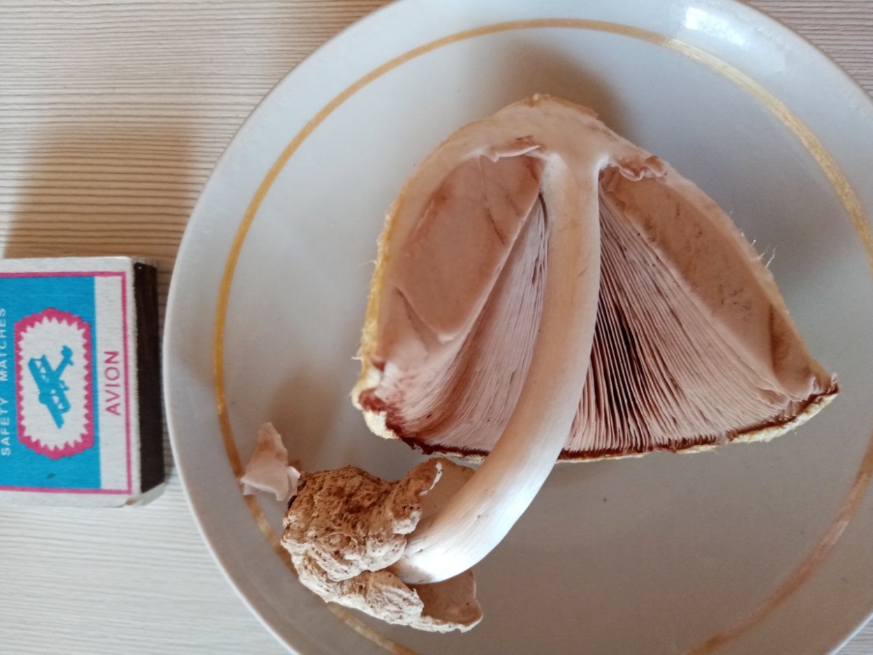 Volvariella bombycina