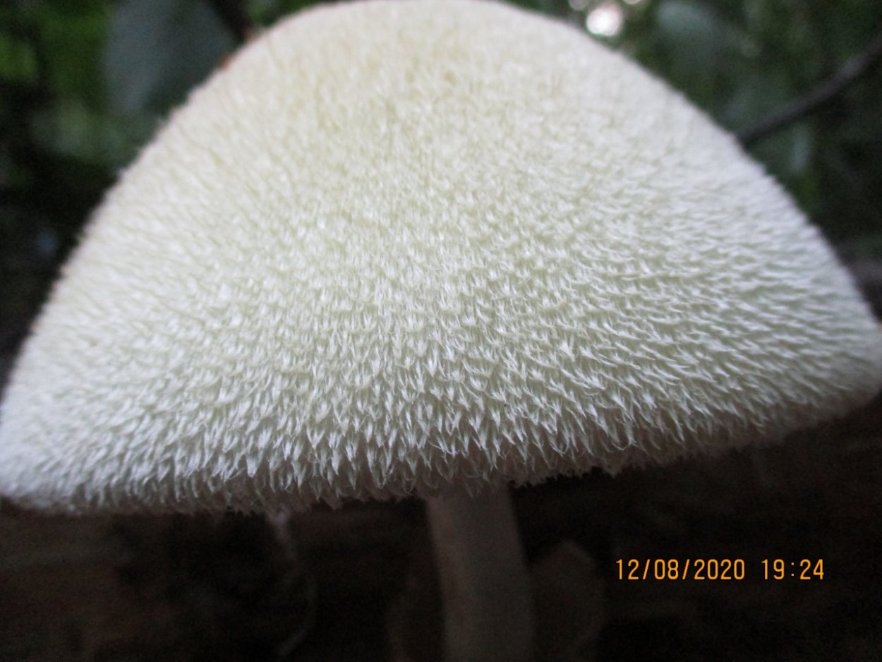 Вольвариелла шелковистая гриб