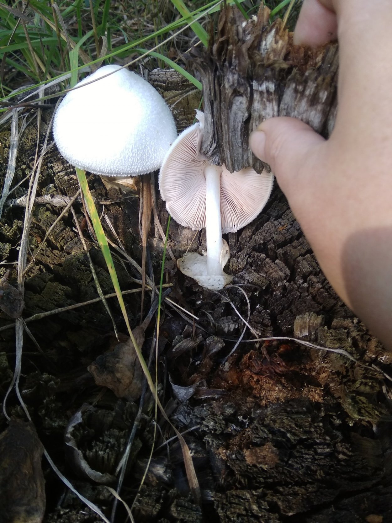 Гриб Вольвариелла красивая