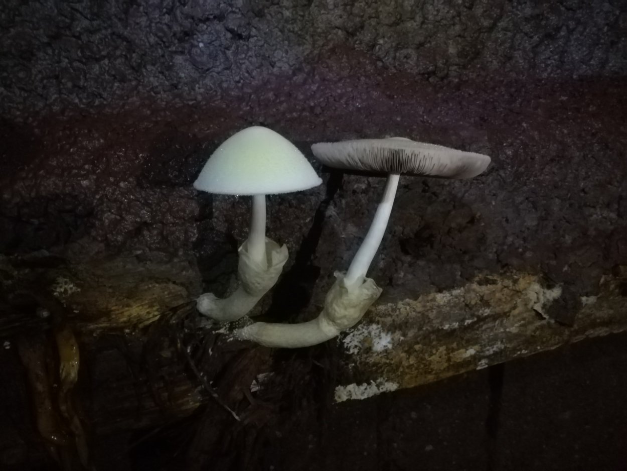 Гриб Вольвариелла шелковистая описание