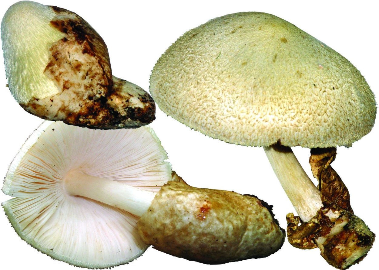 Вольвариелла вольвовая