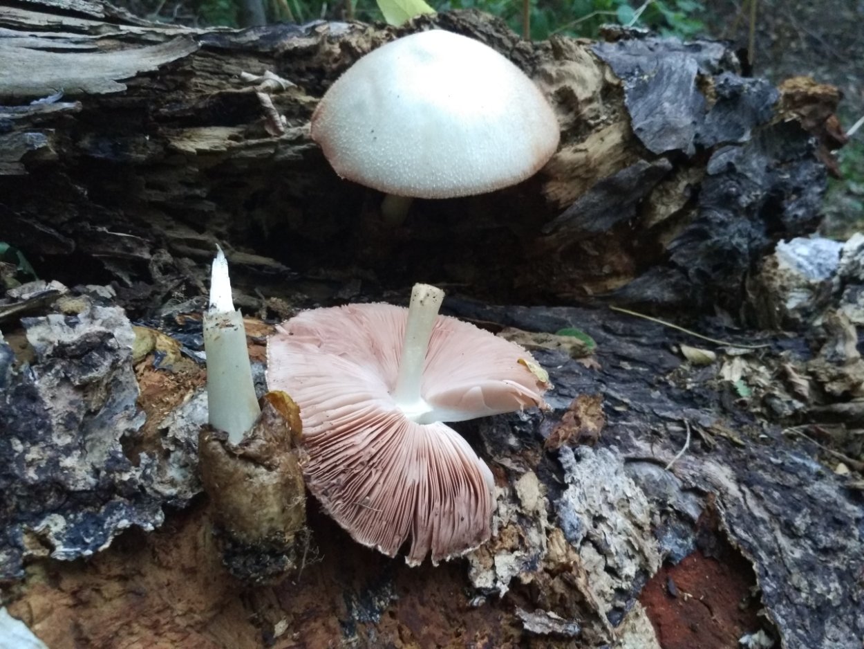 Вольвариелла бомбицина