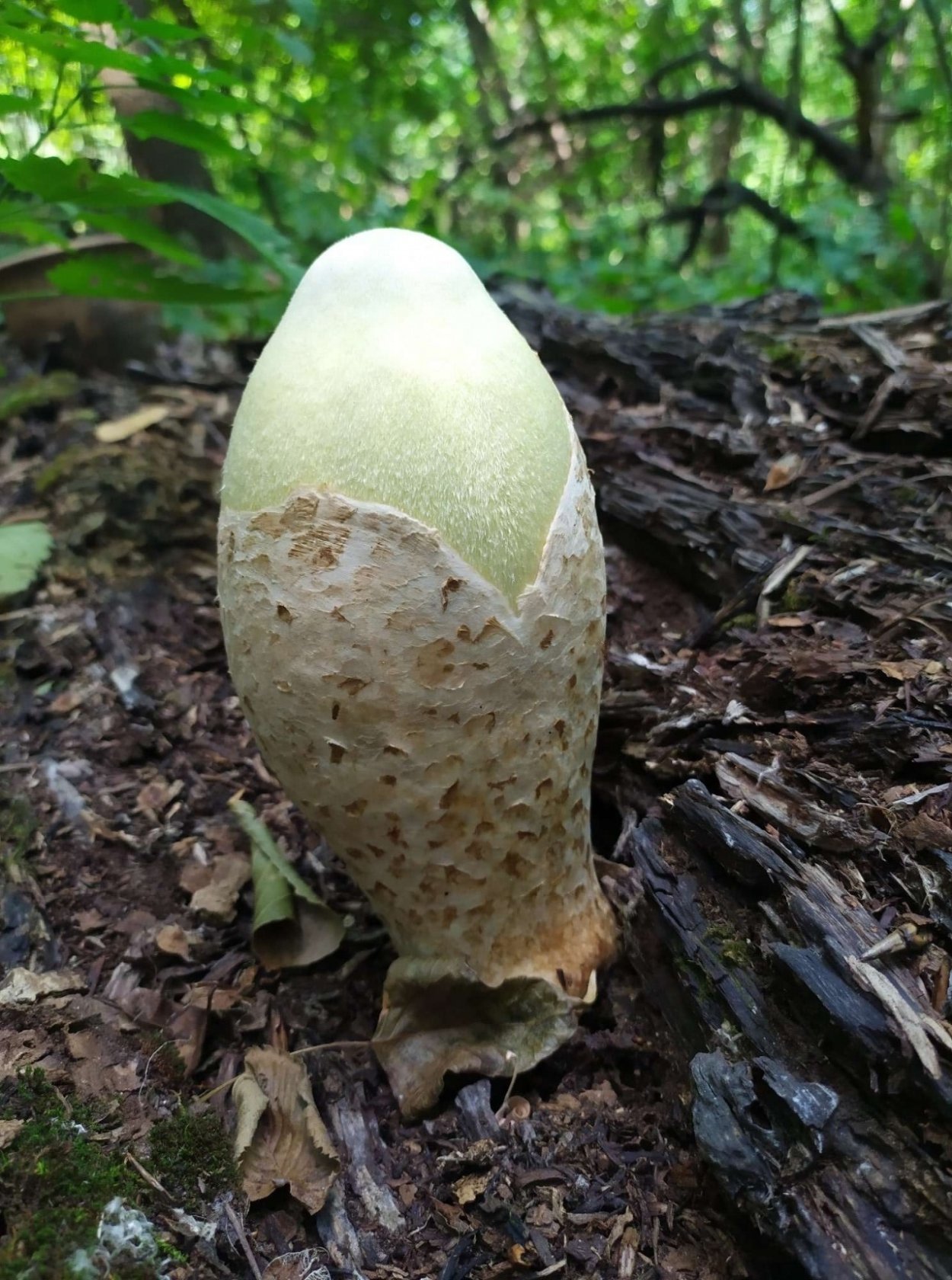 Вольвариелла шелковистая