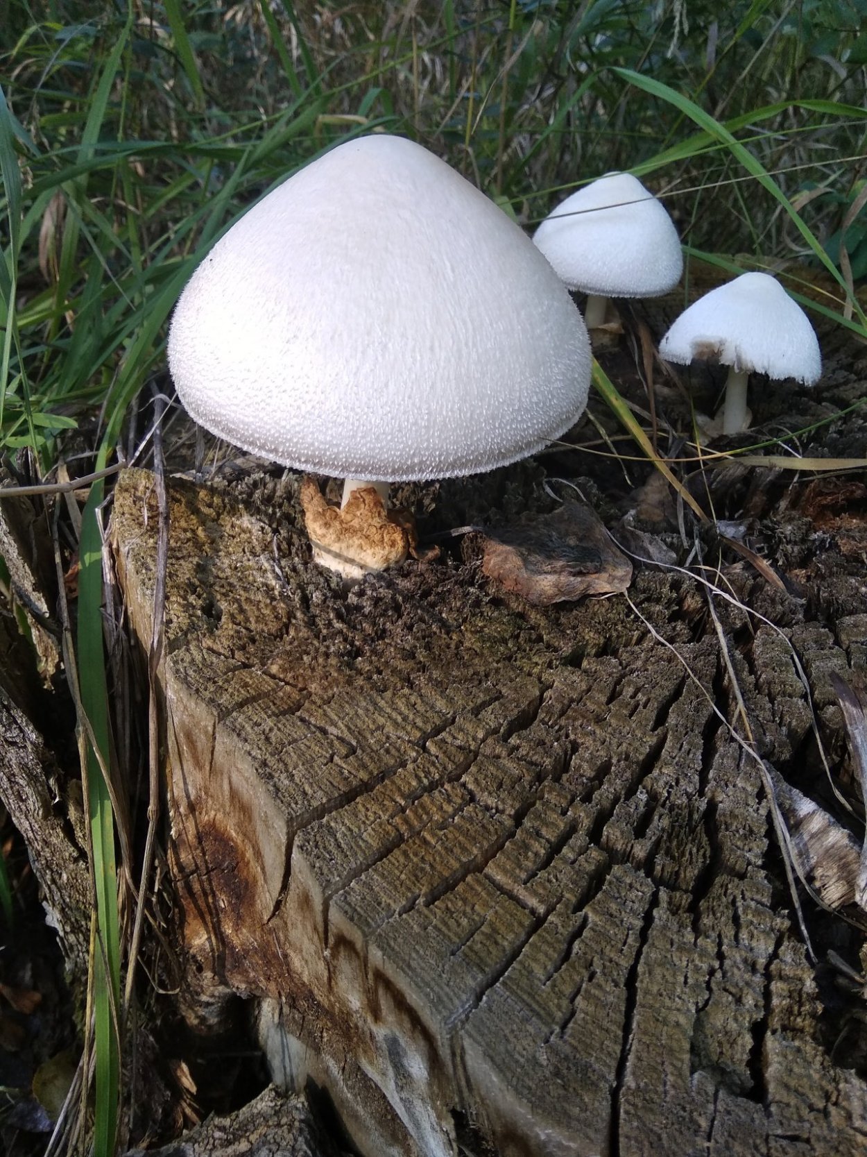 Volvariella bombycina