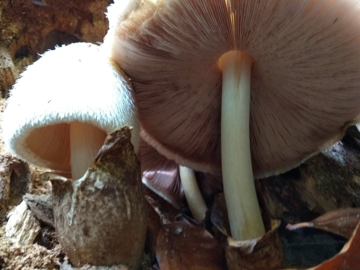 Вольвариелла шелковистая гриб
