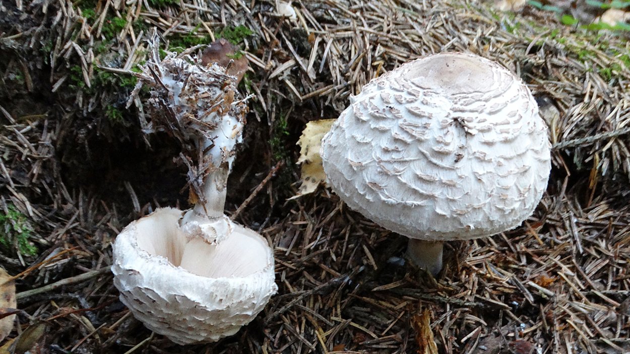 Вольвариелла вольвовая