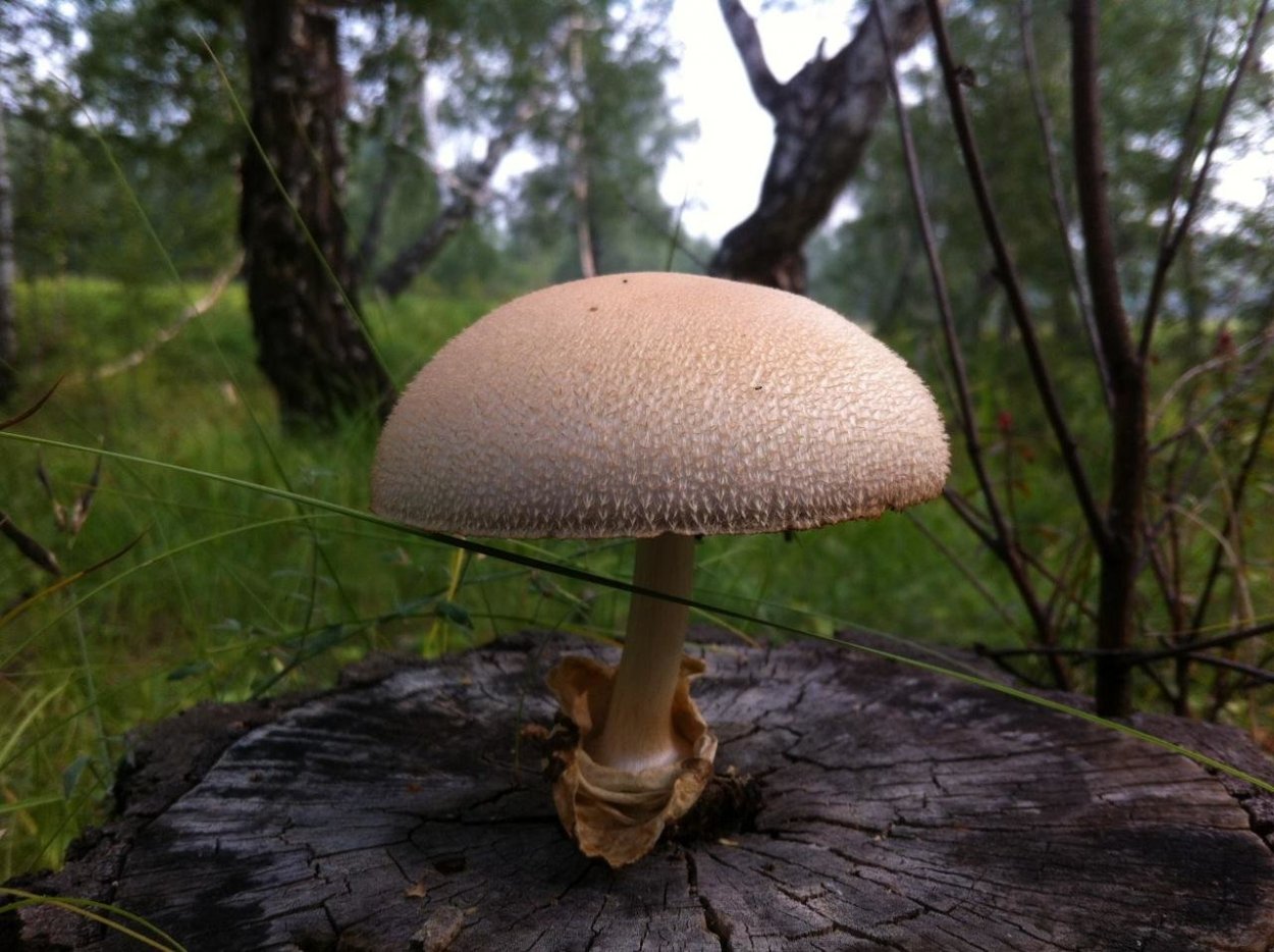 Volvariella volvacea