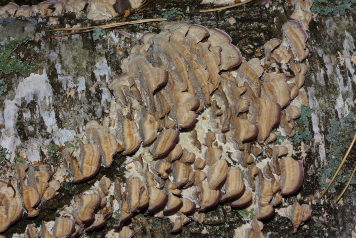 Трутовик Трихаптум