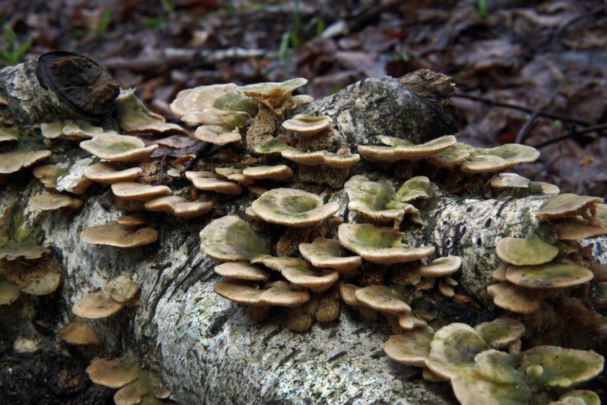 Трутовик Трихаптум