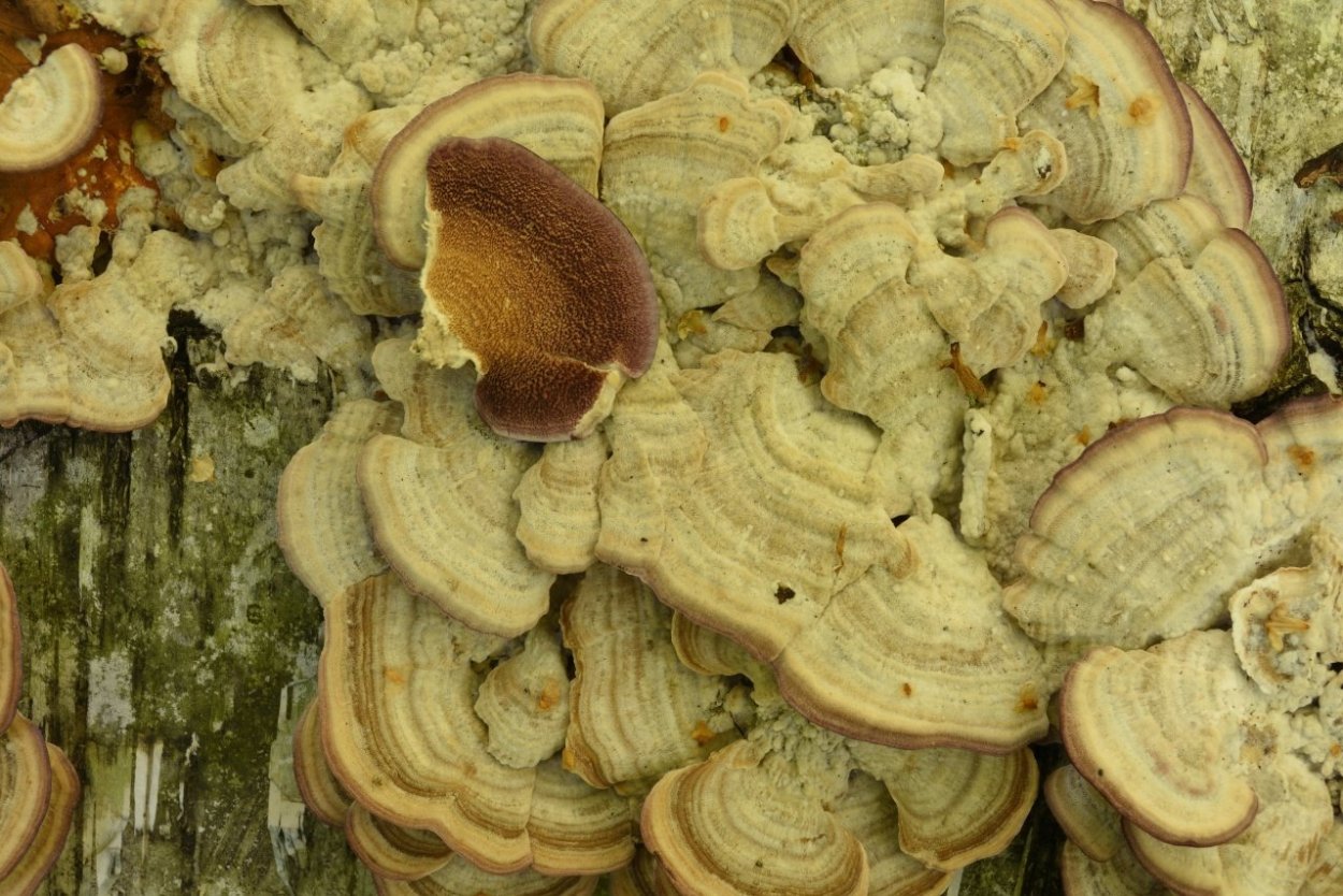 Трихаптум двоякий гриб