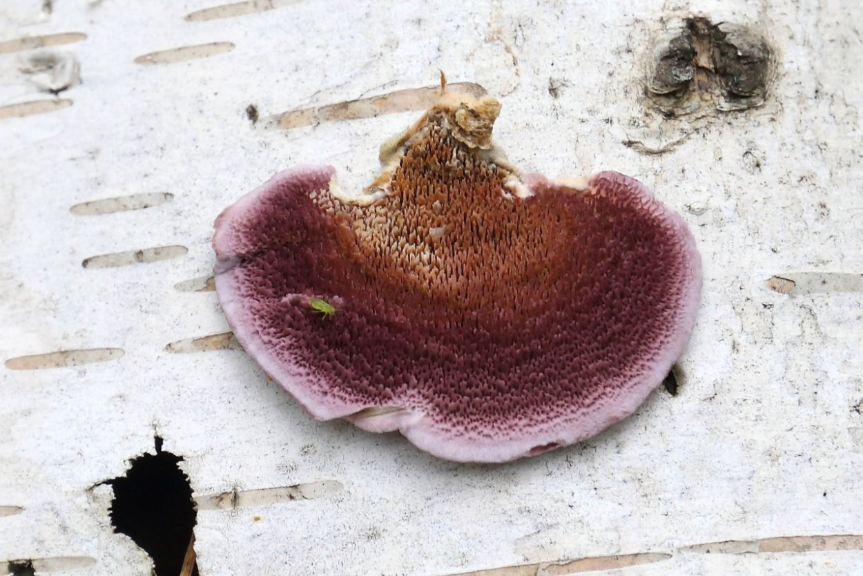 Трихаптум на дубе картинки