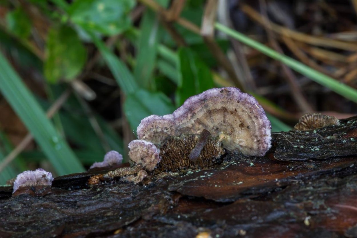 Трихаптум двоякий